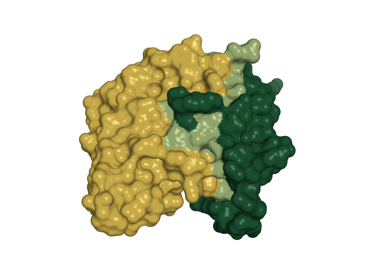 A co-folded complex: the target in forest, the designed binder in gold, and the epitope it lands on picked out in pale green